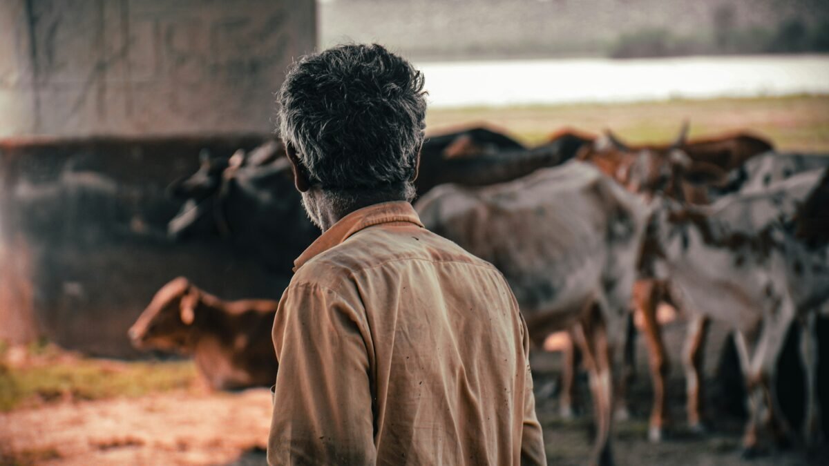 ಕರು ಮತ್ತು ಜಾನುವಾರು ಆರೈಕೆ