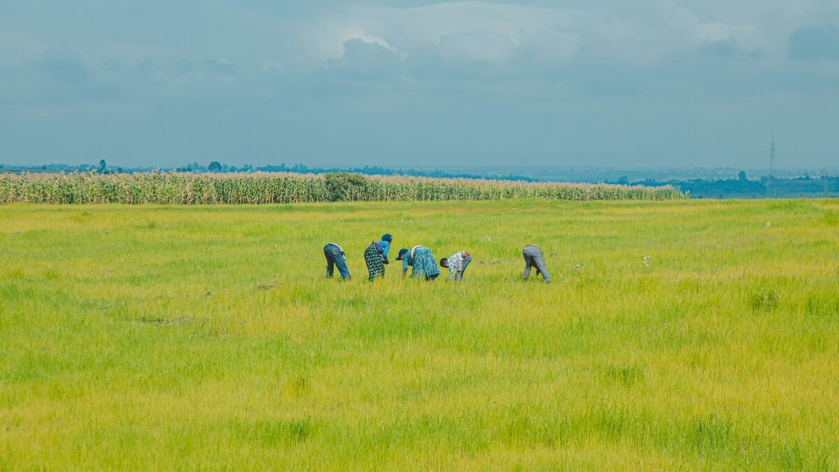 ಕೃಷಿ ಹೊಲದಲ್ಲಿ ಕೆಲಸ ಮಾಡುತ್ತಿರುವ ಕೃಷಿ ಕೆಲಸಗಾರರು