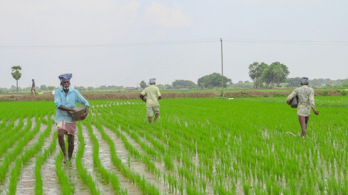 ಟೊಮೇಟೊ ಬೆಳೆ ಎಲೆ ಮಡಚು ಪರಿಶೀಲನೆ