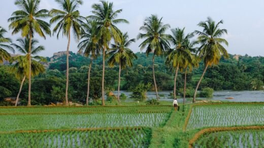 ತುಮಕೂರು ಬೆಳೆ ನಷ್ಟ ಮತ್ತು ಕೃಷಿ ಹೊಲ