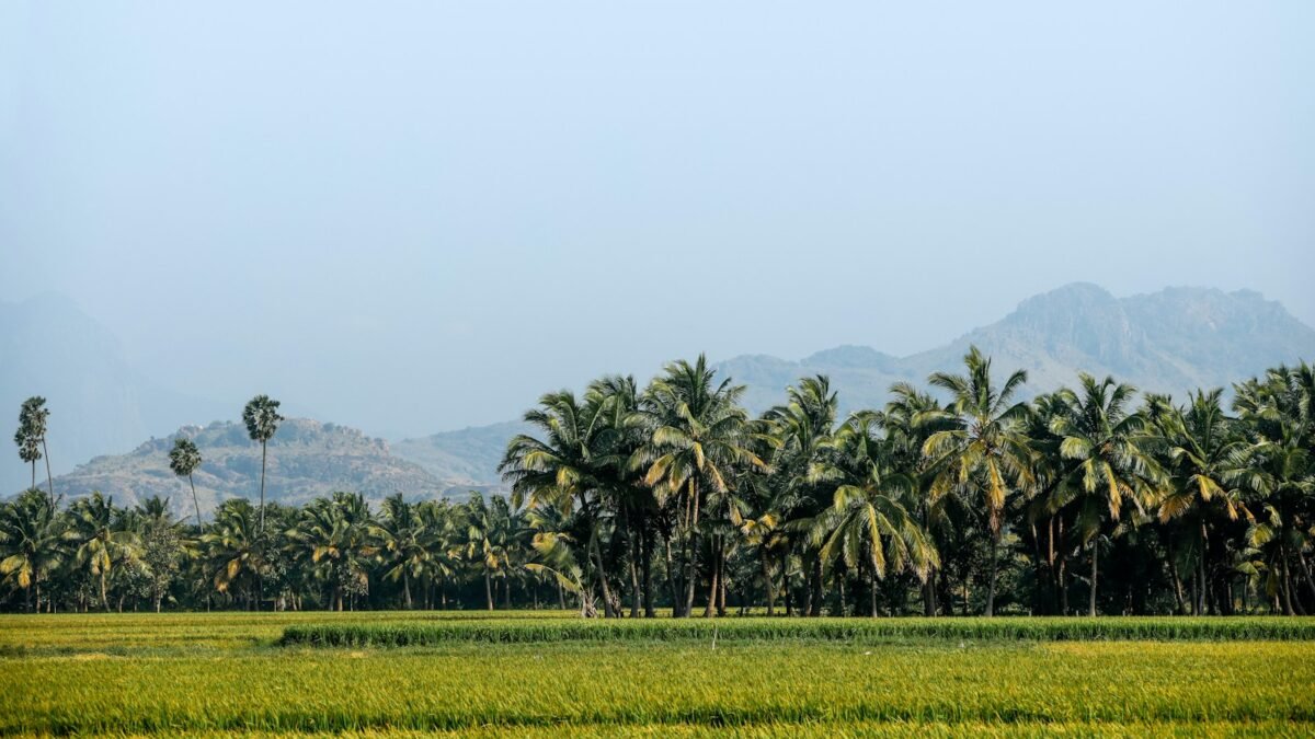 ತೆಂಗಿನ ತೋಟ