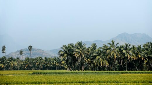 ತೆಂಗಿನ ತೋಟ