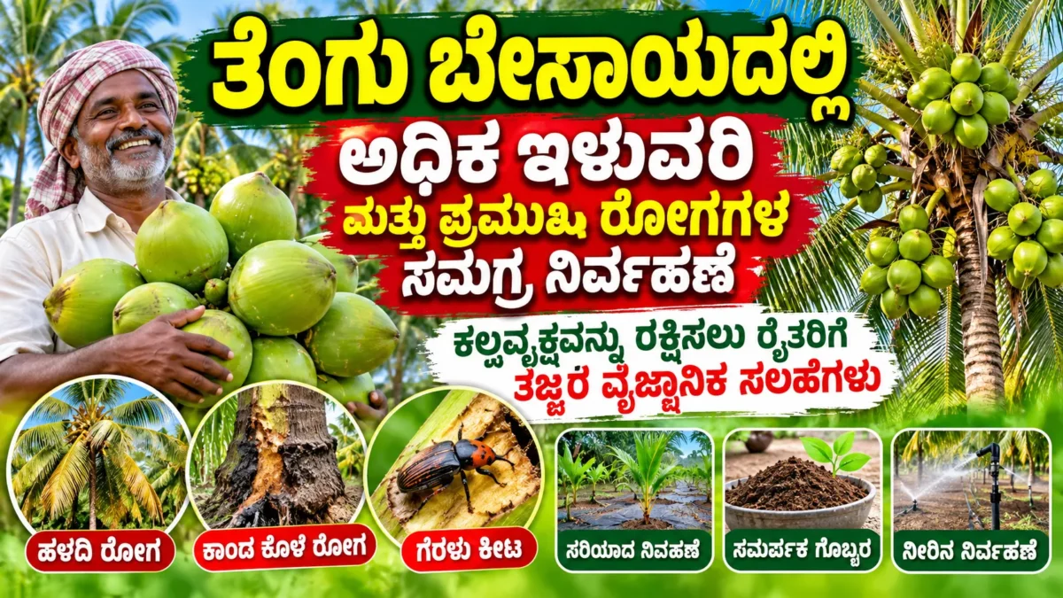 ತೆಂಗಿನ ತೋಟದಲ್ಲಿ ತೆಂಗಿನ ಮರದ ರೋಗ ನಿರ್ವಹಣೆ ಮತ್ತು ಆರೈಕೆ ಚಿತ್ರ