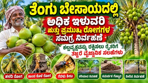 ತೆಂಗಿನ ತೋಟದಲ್ಲಿ ತೆಂಗಿನ ಮರದ ರೋಗ ನಿರ್ವಹಣೆ ಮತ್ತು ಆರೈಕೆ ಚಿತ್ರ