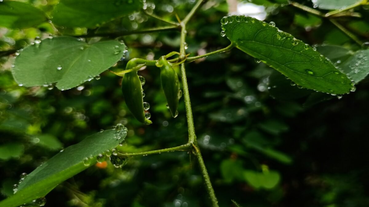ತೊಗರಿ ಬೆಳೆ ಮತ್ತು ಕಾಯಿ