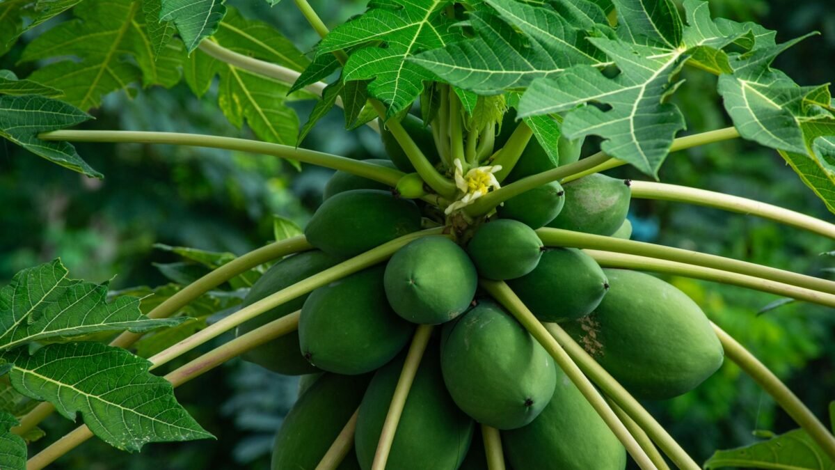 ಪಪ್ಪಾಯಿ ಗಿಡದ ಎಲೆ ಮತ್ತು ಹಣ್ಣು