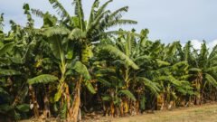 ಬಾಳೆ ತೋಟದಲ್ಲಿ ಗೊನೆ