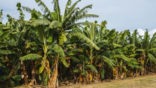 ಬಾಳೆ ತೋಟದಲ್ಲಿ ಗೊನೆ