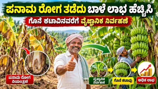 ಬಾಳೆ ತೋಟದಲ್ಲಿ ಪನಾಮ ರೋಗ ನಿರ್ವಹಣೆ ಮತ್ತು ಬಾಳೆ ಗೊನೆ ಕಟಾವು ಚಿತ್ರ