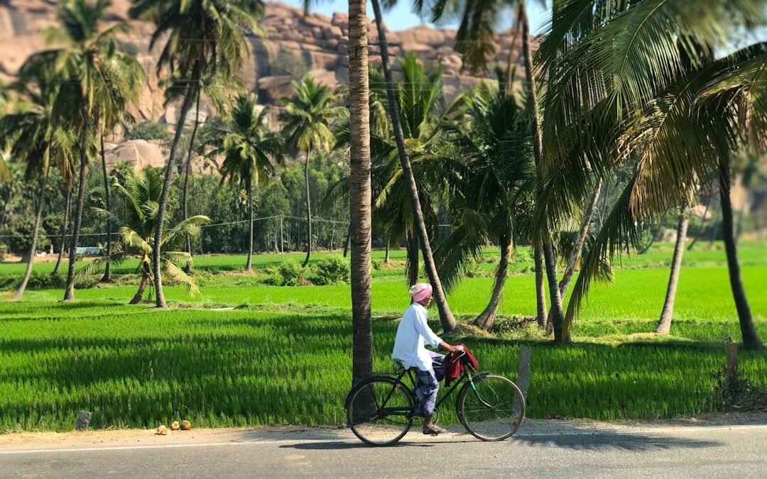 ಮಳೆ ನಂತರ ಅಡಿಕೆ ತೋಟದ ನೀರು ನಿರ್ವಹಣೆ