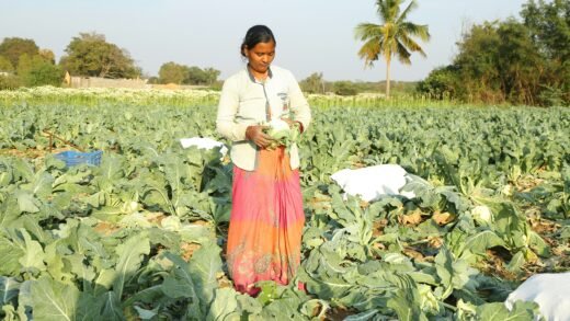ಮೆಕ್ಕೆಜೋಳ ಸಂಗ್ರಹ ರೈತ