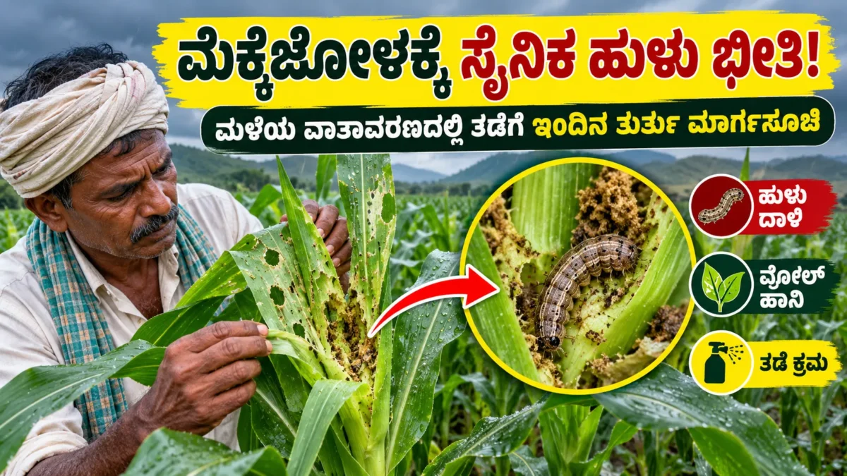 ಮೆಕ್ಕೆಜೋಳದ ಬೆಳೆಯಲ್ಲಿ ಸೈನಿಕ ಹುಳು ಬಾಧೆ ಮತ್ತು ಕೀಟ ನಿರ್ವಹಣೆ ಕುರಿತ ಚಿತ್ರ