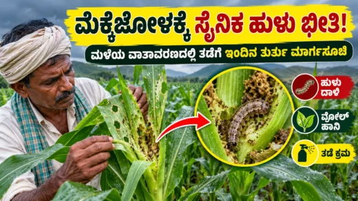ಮೆಕ್ಕೆಜೋಳದ ಬೆಳೆಯಲ್ಲಿ ಸೈನಿಕ ಹುಳು ಬಾಧೆ ಮತ್ತು ಕೀಟ ನಿರ್ವಹಣೆ ಕುರಿತ ಚಿತ್ರ