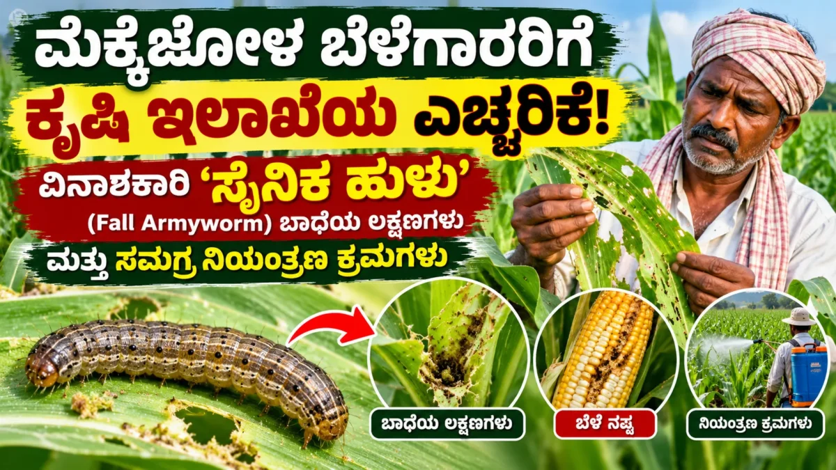 ಮೆಕ್ಕೆಜೋಳ ಬೆಳೆಯಲ್ಲಿ ಸೈನಿಕ ಹುಳುವಿನ ಬಾಧೆ ಗುರುತಿಸುವುದು ಮತ್ತು ನಿರ್ವಹಣೆಯ ಮಾಹಿತಿ ಚಿತ್ರ