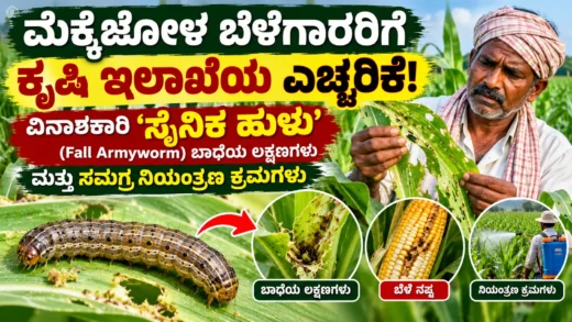 ಮೆಕ್ಕೆಜೋಳ ಬೆಳೆಯಲ್ಲಿ ಸೈನಿಕ ಹುಳುವಿನ ಬಾಧೆ ಗುರುತಿಸುವುದು ಮತ್ತು ನಿರ್ವಹಣೆಯ ಮಾಹಿತಿ ಚಿತ್ರ