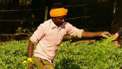ಮೆಣಸಿನಕಾಯಿ ಬೆಳೆ ಕೀಟ ಪರಿಶೀಲನೆ