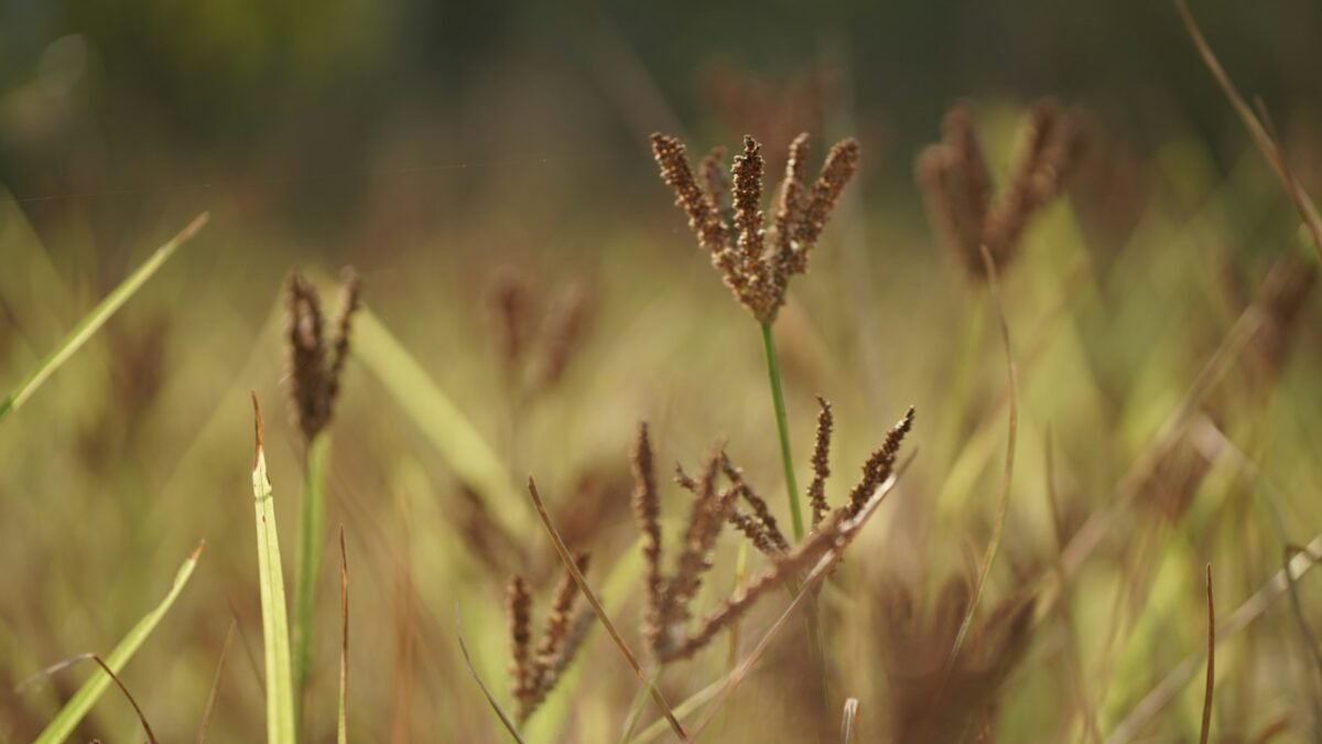 ರಾಗಿ ಬೆಳೆ ಮತ್ತು ಧಾನ್ಯ