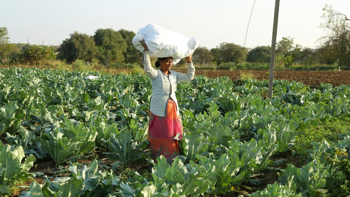 ರಾಗಿ ಕೊಯ್ಲು ಮಳೆ ನಿರ್ವಹಣೆ