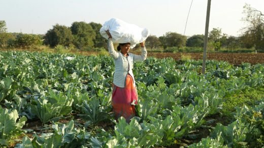 ರಾಗಿ ಕೊಯ್ಲು ಮಳೆ ನಿರ್ವಹಣೆ