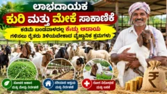 ಕುರಿ ಮತ್ತು ಮೇಕೆ ಸಾಕಾಣಿಕೆಯ ಕೊಟ್ಟಿಗೆ ಹಾಗೂ ಗ್ರಾಮೀಣ ಪಶುಸಂಗೋಪನೆಯ ಚಿತ್ರ