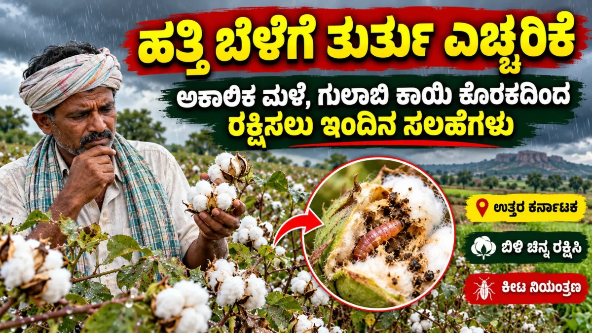 ಹತ್ತಿ ಬೆಳೆ ಮತ್ತು ಗುಲಾಬಿ ಕಾಯಿಕೊರಕ ನಿರ್ವಹಣೆ ಕುರಿತ ಚಿತ್ರ