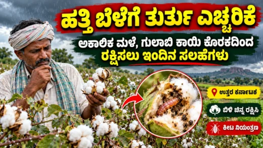 ಹತ್ತಿ ಬೆಳೆ ಮತ್ತು ಗುಲಾಬಿ ಕಾಯಿಕೊರಕ ನಿರ್ವಹಣೆ ಕುರಿತ ಚಿತ್ರ