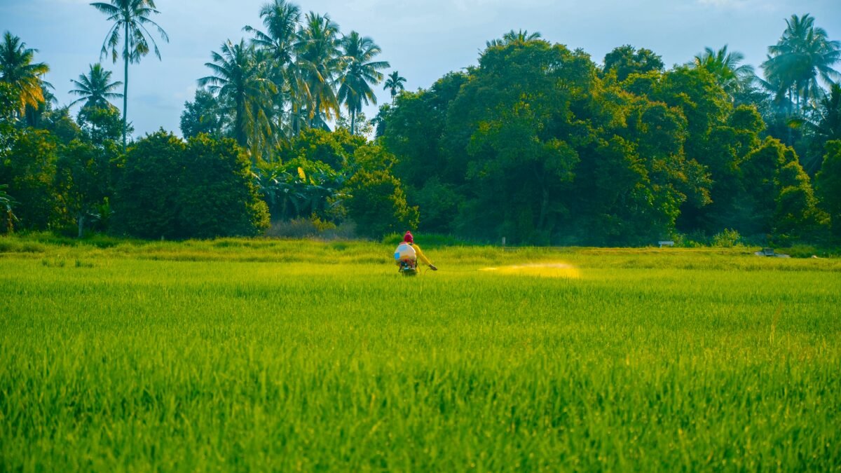 ಹನಿ ನೀರಾವರಿ ಯೋಜನೆ ಮತ್ತು ಹೊಲ ನಿರ್ವಹಣೆ