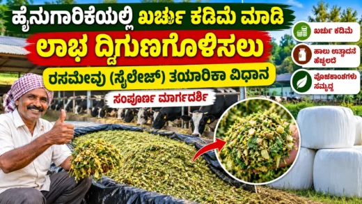 ಹೈನುಗಾರಿಕೆಗೆ ಹಸಿರು ಮೇವು ಸಂಗ್ರಹಿಸುವ ಸೈಲೇಜ್ ತಯಾರಿಕೆಯ ಚಿತ್ರ